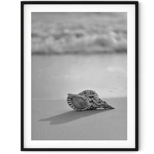Black And White Photo Instant Digital Download Wall Art Print Conch Seashell Image
