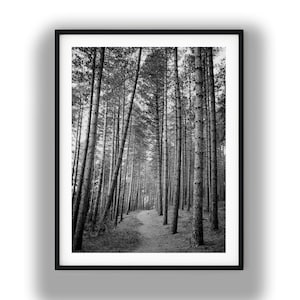 Zwart-witfoto Instant digitale download Wall Art Print dennenbos afbeelding