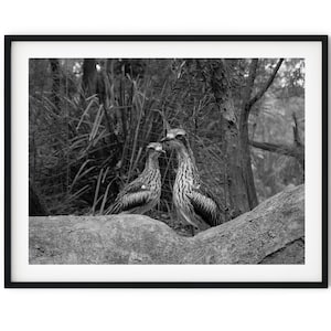 May include: Monochrome framed print showing two large birds with patterned feathers, resting on a rock. The background features trees and foliage. The image is a close-up shot, capturing the birds in their natural habitat.