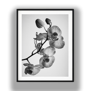 Schwarz-weiße Orchideen-Fotodruck, minimalistische florale Wanddekoration, eleganter botanischer Digitaldownload