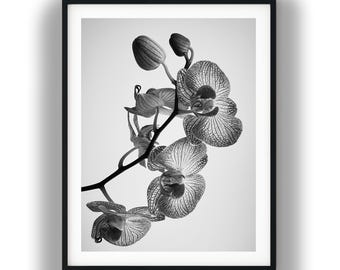 May include: A black and white framed wall art print featuring a detailed botanical study of an orchid stem. The composition displays multiple open orchid blossoms and closed buds with visible vein patterns, all set against a light background.