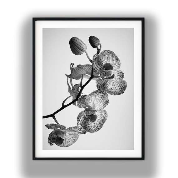 Black White Orchids Flower Digital Download Print Botanical Wall