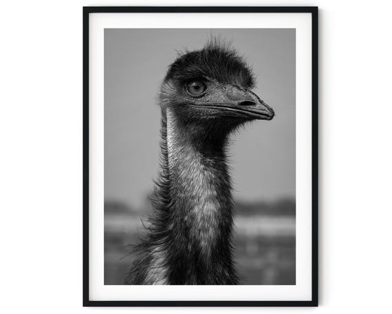 Black and White Photo Instant Digital Download Wall Art Print Emu