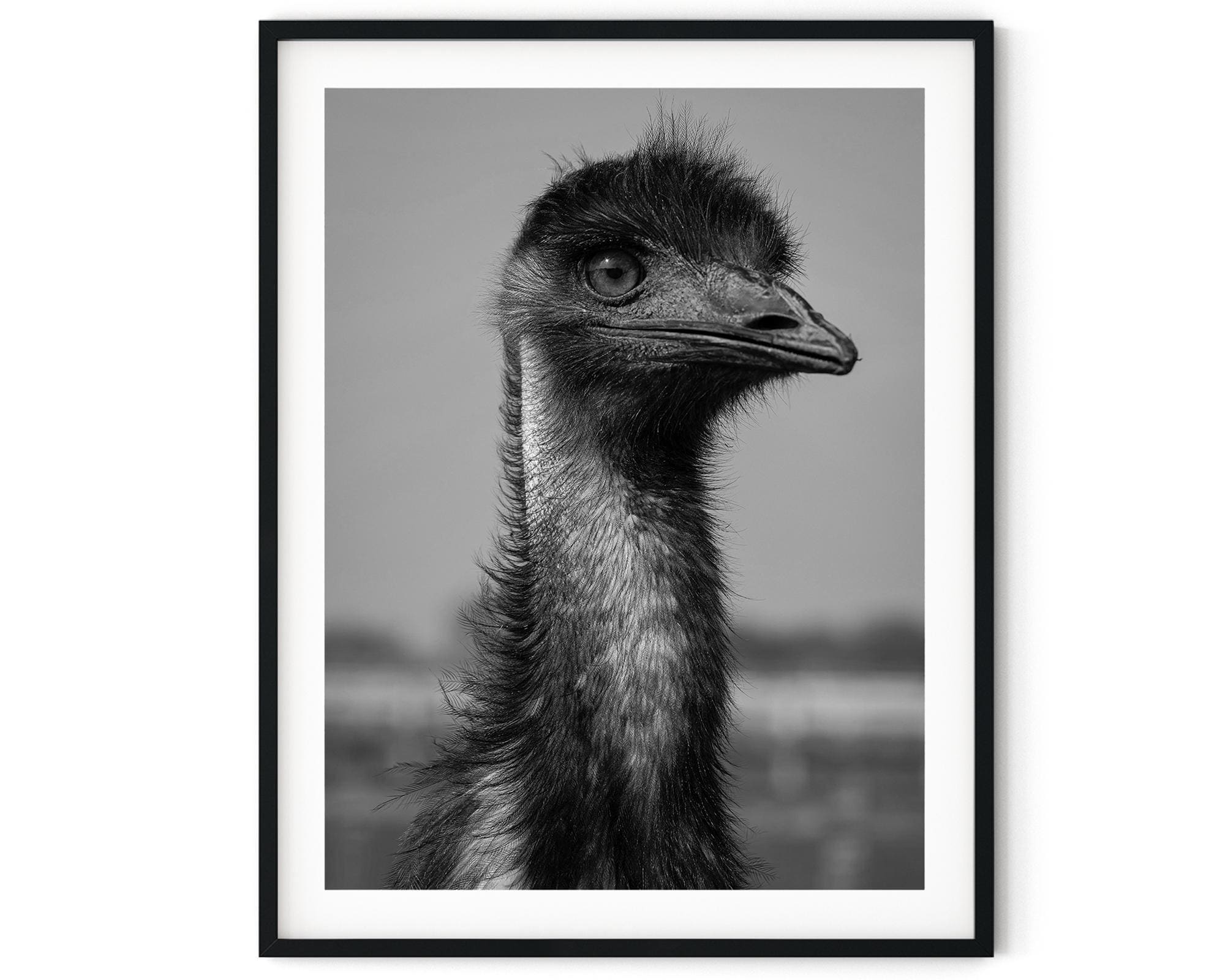 EMU　Bird#01　emu_bb 黒板こけし 万博 Black and White Photo Instant Digital Download Wall Art Print Emu