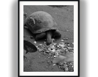Schwarz-Weiß-Kunstdruck einer Riesenschildkröte, Wandbild einer fressenden Reptilie, digitaler Download zum Thema Wildtiere