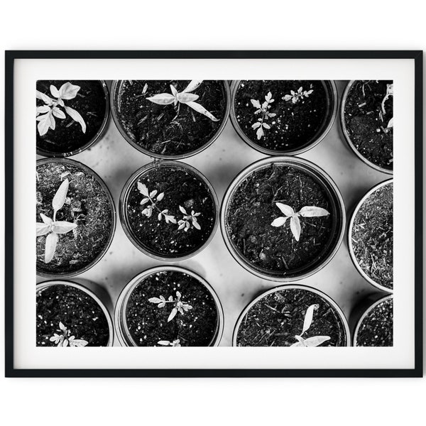 Black And White Photo Instant Digital Download Wall Art Print Seedlings In Pots Image