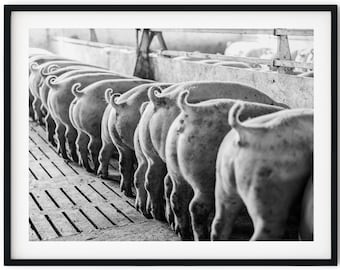 Black And White Photo Instant Digital Download Wall Art Print Pigs Feeding Image