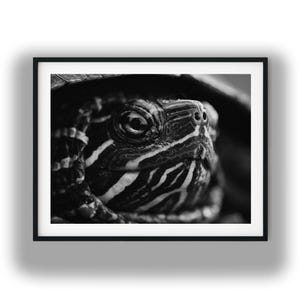 Retrato de tartaruga em preto e branco, impressão macro de tartaruga marinha em close-up, arte para download digital.