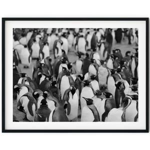 Black And White Photo Instant Digital Download Wall Art Print Penguin Colony Image