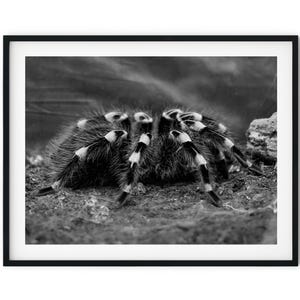 Black And White Photo Instant Digital Download Wall Art Print Tarantula Spider Image