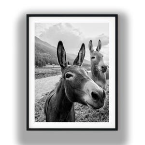 Impresión digital instantánea en blanco y negro de burros.