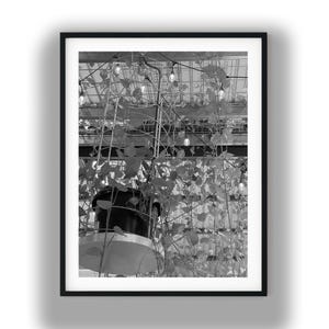 May include: A black and white framed photograph depicting a potted plant with trailing vines growing on a wire trellis. The plant is suspended in a structure with overhead string lights and a metal ceiling grid visible in the background.
