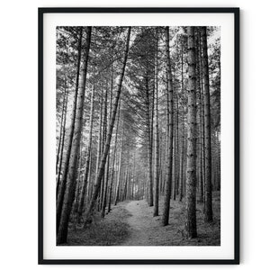Black And White Photo Instant Digital Download Wall Art Print Pine Forest Image