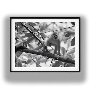 May include: A black and white framed photograph of a squirrel monkey perched on a tree branch. The monkey is positioned in the center, surrounded by foliage and leaves. The image is enclosed in a simple black frame with a white mat border.