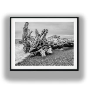 Könnte beinhalten: Ein Schwarz-Weiß-Foto eines großen Stücks verwitterten Treibholzes auf einem Kieselstrand. Das Holz weist komplexe, knorrige Texturen und spitze Äste auf. Meereswellen spülen an die Basis des Holzes auf der linken Seite des Bildes.