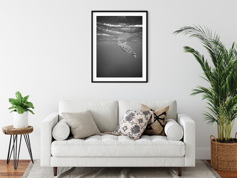 Black And White Photo Instant Digital Download Wall Art Print Swimming Turtle Image image 3