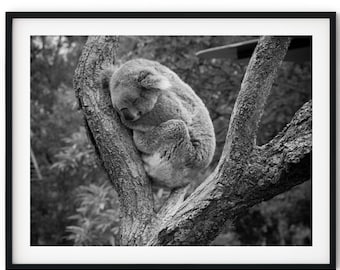 Black And White Photo Instant Digital Download Wall Art Print Koala Sleeping In A Tree Image