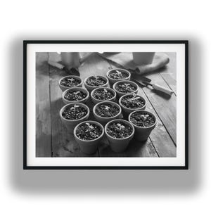 May include: A monochrome photograph showing small terracotta plant pots containing soil and emerging seedlings. The pots are arranged on a wooden surface, with gardening tools and a watering can visible. The image suggests the start of a gardening project.