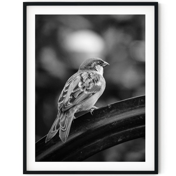 Schwarzweiß-Foto-sofortiger digitaler Download Wand-Kunstdruck Spatz-Vogel-Bild