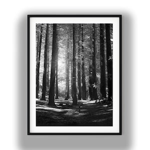 May include: A black and white vertical wall art print featuring a dense forest of tall, slender trees. Sunlight filters through the canopy, creating bright highlights and deep shadows on the forest floor within a simple black frame.