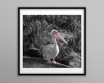 Pelican Wall Art - PRINTABLE Wildlife, Digital Download, Home Decor, Photographic Print