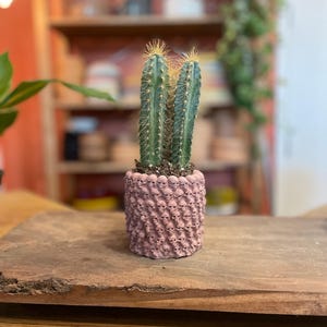 Pode incluir: Um pequeno cacto num vaso rosa com um padrão de caveiras. O cacto tem dois caules verdes com espinhos amarelos. O vaso é rosa claro e está cheio de terra. O vaso está sobre uma superfície de madeira.