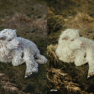 May include: A white lamb with fluffy fur lies on a bed of dry grass. The lamb's eyes are closed and its head is tilted to the side.