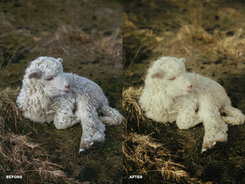 May include: A white lamb with fluffy fur lies on a bed of dry grass. The lamb's eyes are closed and its head is tilted to the side.