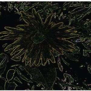 Dandelion Abstract Art Digital Prints