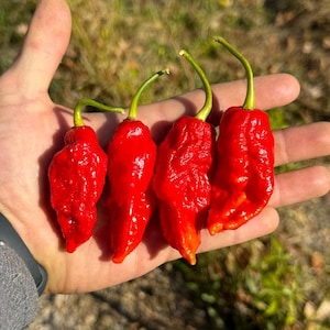Ghost Red  (Capsicum Chinense) Superhot Pepper Seeds!