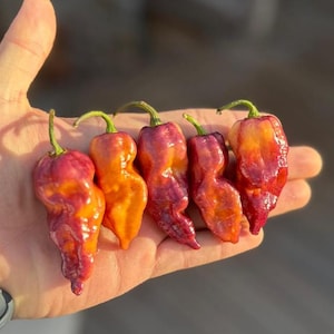 Pink Tiger  (Capsicum Chinense) Superhot Pepper Seeds!