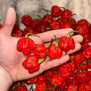 May include: A hand holding a pile of small, bright red, wrinkled chili peppers. The peppers are arranged in a pile on a marble surface.