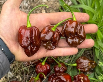 Scotch Bonnet Chocolate Superhot  (Capsicum Chinense) Superhot Pepper Seeds!