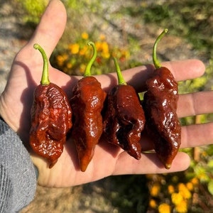 Ghost Chocolate  (Capsicum Chinense) Superhot Pepper Seeds!