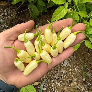 Peruvian White Bullet Habanero Superhot  (Capsicum Chinense) Superhot Pepper Seeds!