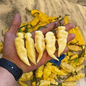 Sherwood&#39;s White Carbonero Superhot  (Capsicum Chinense) Superhot Pepper Seeds!