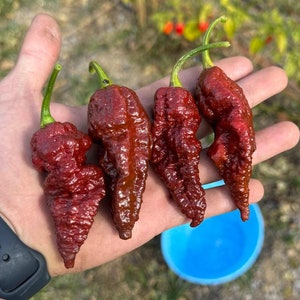 Scorpion x Douglah  (Capsicum Chinense) Superhot Pepper Seeds!