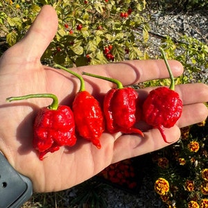 Moruga Scorpion  (Capsicum Chinense) Superhot Pepper Seeds!
