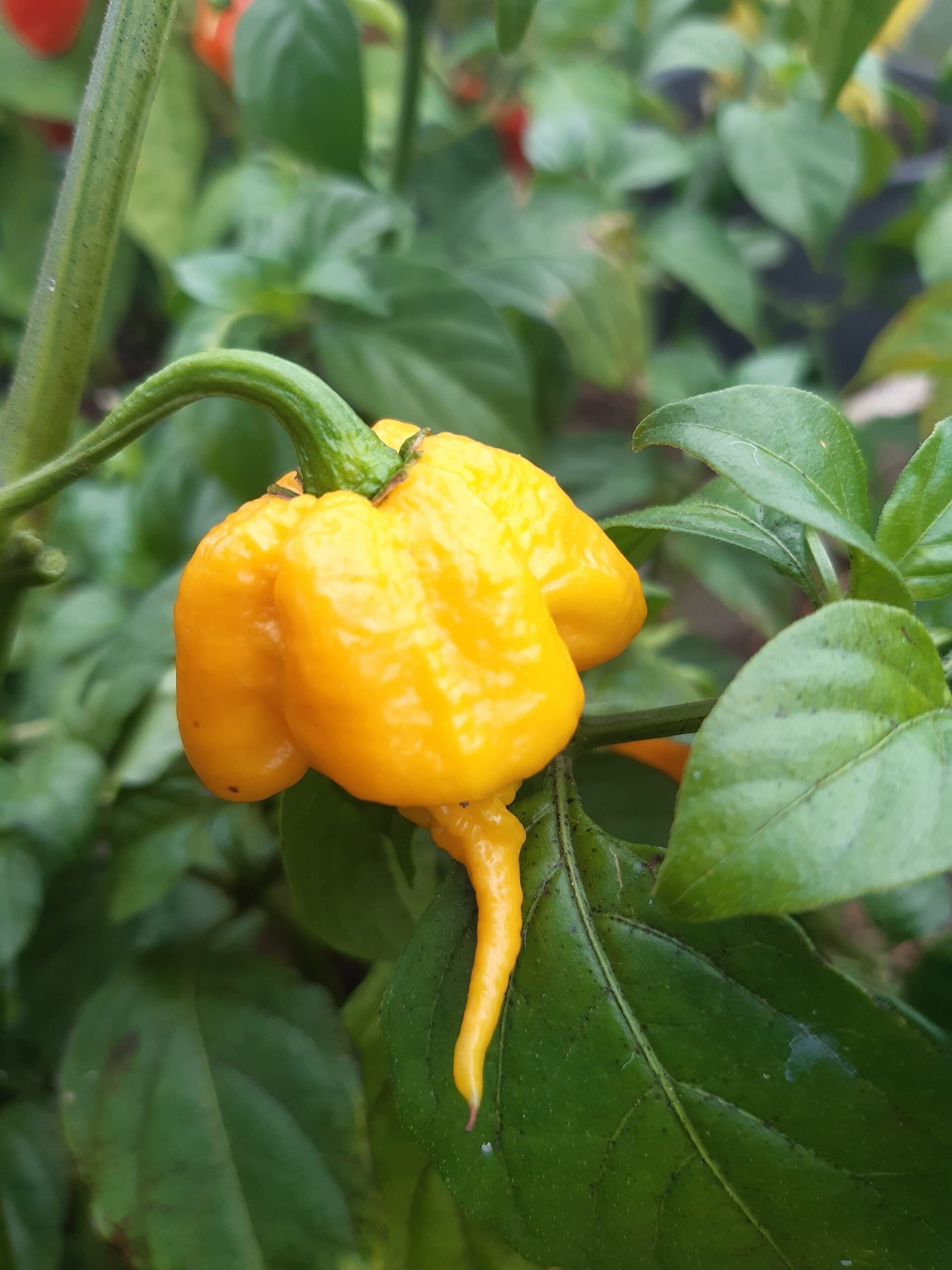 ORGANIC Super Hot Pepper Seeds Bundle 500,0001,500,000 SHU capsicum