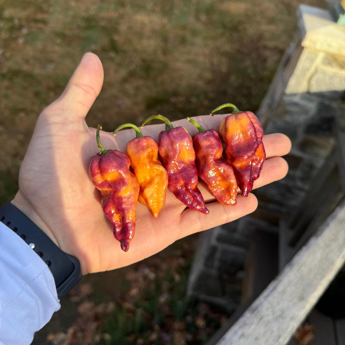 Pink Tiger (capsicum Chinense) Superhot Pepper Seeds! - Etsy