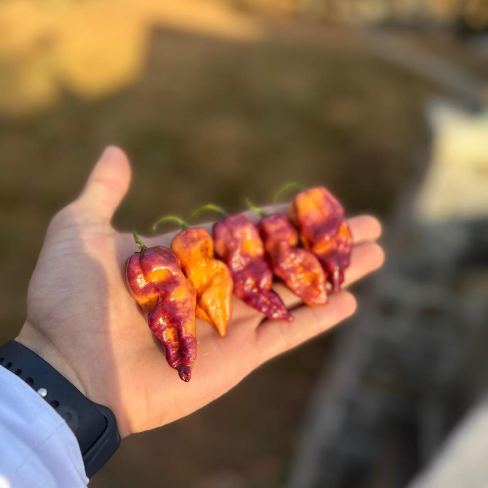 Pink Tiger (capsicum Chinense) Superhot Pepper Seeds! - Etsy