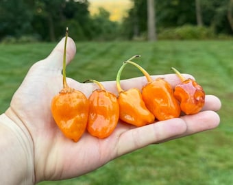 MAMP Berrygum Peach (F1)  (Capsicum Chinense) Superhot Pepper Seeds!