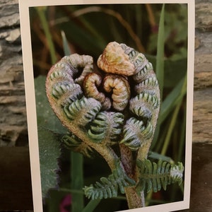 Tarjeta de San Valentín con un helecho en forma de corazón para amantes de la naturaleza