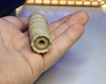 Articulated Sandworm - 3D Flexible Figure