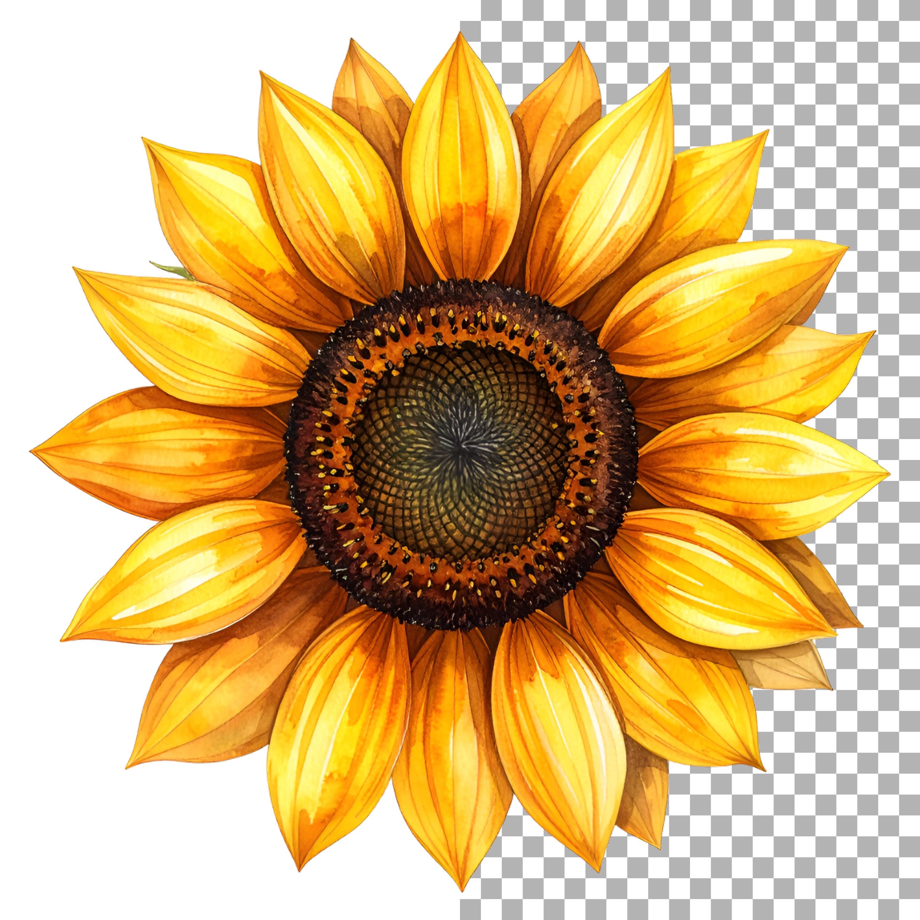 Sunflower Watercolor Clipart Set, 25 PNG SVG Files, Yellow Floral ...
