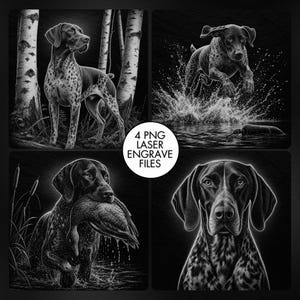 May include: A set of four black and white digital illustrations featuring a German Shorthaired Pointer in various poses, including standing in a forest, jumping into water, carrying a duck, and a portrait, with text 4 PNG LASER ENGRAVE FILES.
