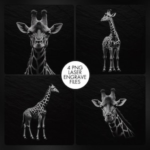 May include: A black and white image featuring four giraffe illustrations. The images include close-up portraits and full-body depictions of giraffes. The text "4 PNG LASER ENGRAVE FILES" is in a white circle.