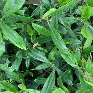 Pode incluir: Uma visão de perto de uma planta verde com folhas longas e estreitas. As folhas são brilhantes e parecem estar molhadas.