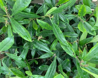 roślina mate, ilex paraguanensis