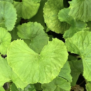 Peut inclure: Gros plan sur des feuilles vertes vives, rondes, aux bords festonnés. Les feuilles présentent des nervures proéminentes et une surface légèrement texturée. L'image présente un ensemble de ces feuilles, créant une scène naturelle luxuriante.